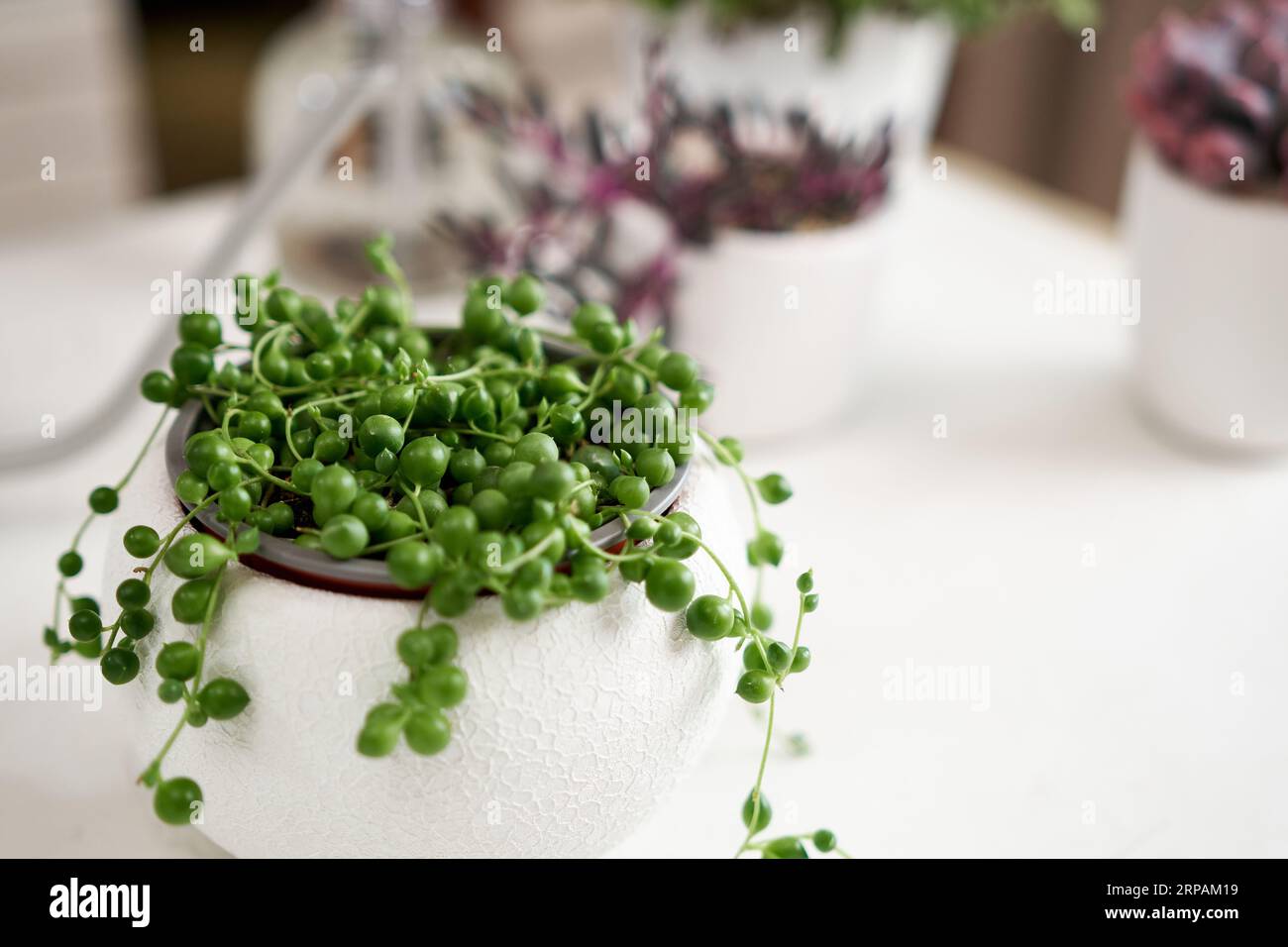 Potted Senecio Rowley house plant in white ceramic pot and other succulent plants on a table indoors Stock Photo