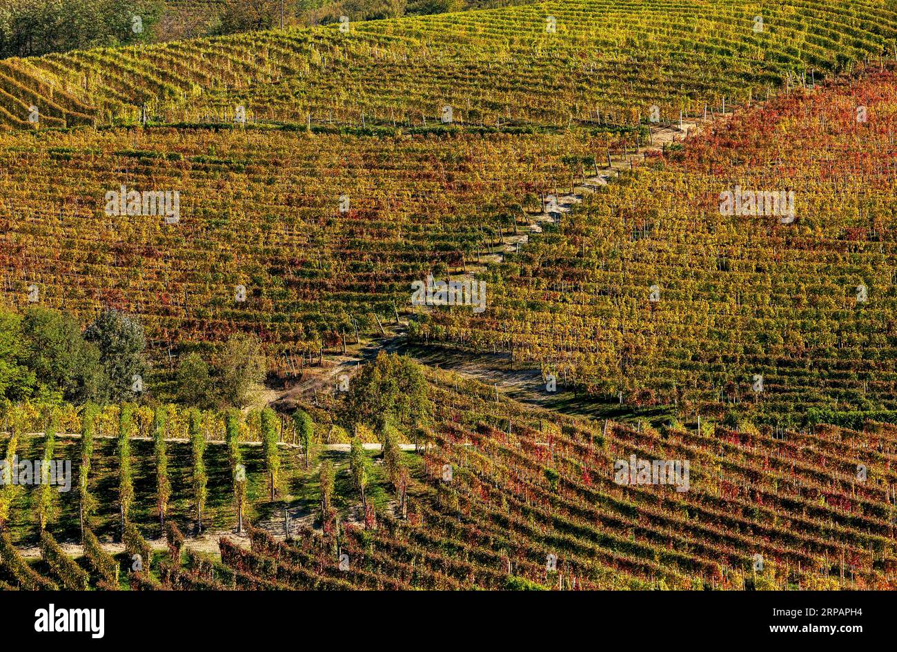 Colorful autumnal vineyards on the hills of Langhe area in Piedmont, North Italy. Stock Photo