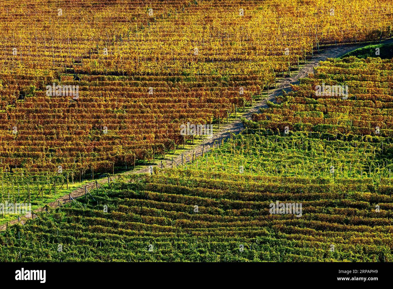 Colorful autumnal vineyards on the hill in Piedmont, Italy. Stock Photo