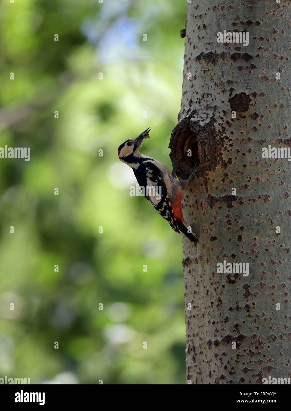 (190522) -- SHENYANG, May 22, 2019 (Xinhua) -- A great spotted woodpecker feeds its chick in a forest by the Hunhe River in Shenyang, northeast China s Liaoning Province, May 22, 2019. (Xinhua/Yang Qing) CHINA-LIAONING-SHENYANG-WOODPECKER (CN) PUBLICATIONxNOTxINxCHN Stock Photo