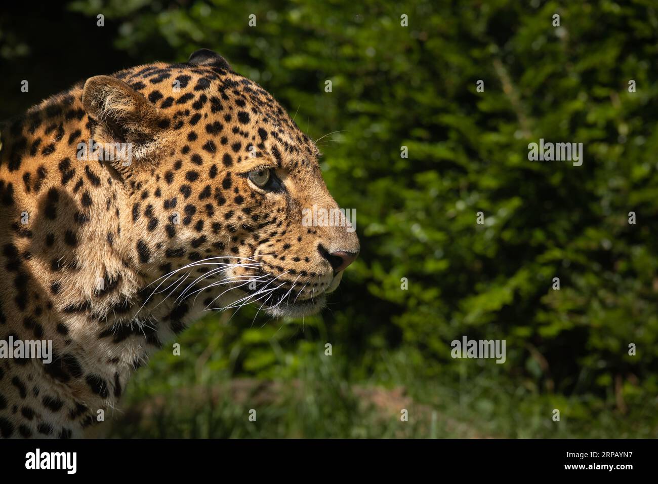 Side Portrait of Javan Leopard with Green Background. Panthera Pardus Melas Profile in Zoological Garden. Stock Photo