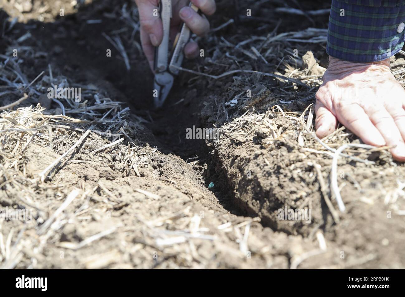 (190523) -- IOWA, May 23, 2019 (Xinhua) -- Bill Pellett examines the depth of the seed after his son Bret plants corn with a planter machine at their family farm in Atlantic of Cass county, Iowa, the United States, April 24, 2019. Bill Pellett knows how to farm, but just like most of his peers across the country, the 71-year-old farmer is feeling less assured of what he could get from a new year of farming, as there appears to be no quick resolution of the year-long trade disputes between the United States and China. TO GO WITH Spotlight: Leading U.S. farming state enters new crop season amid Stock Photo