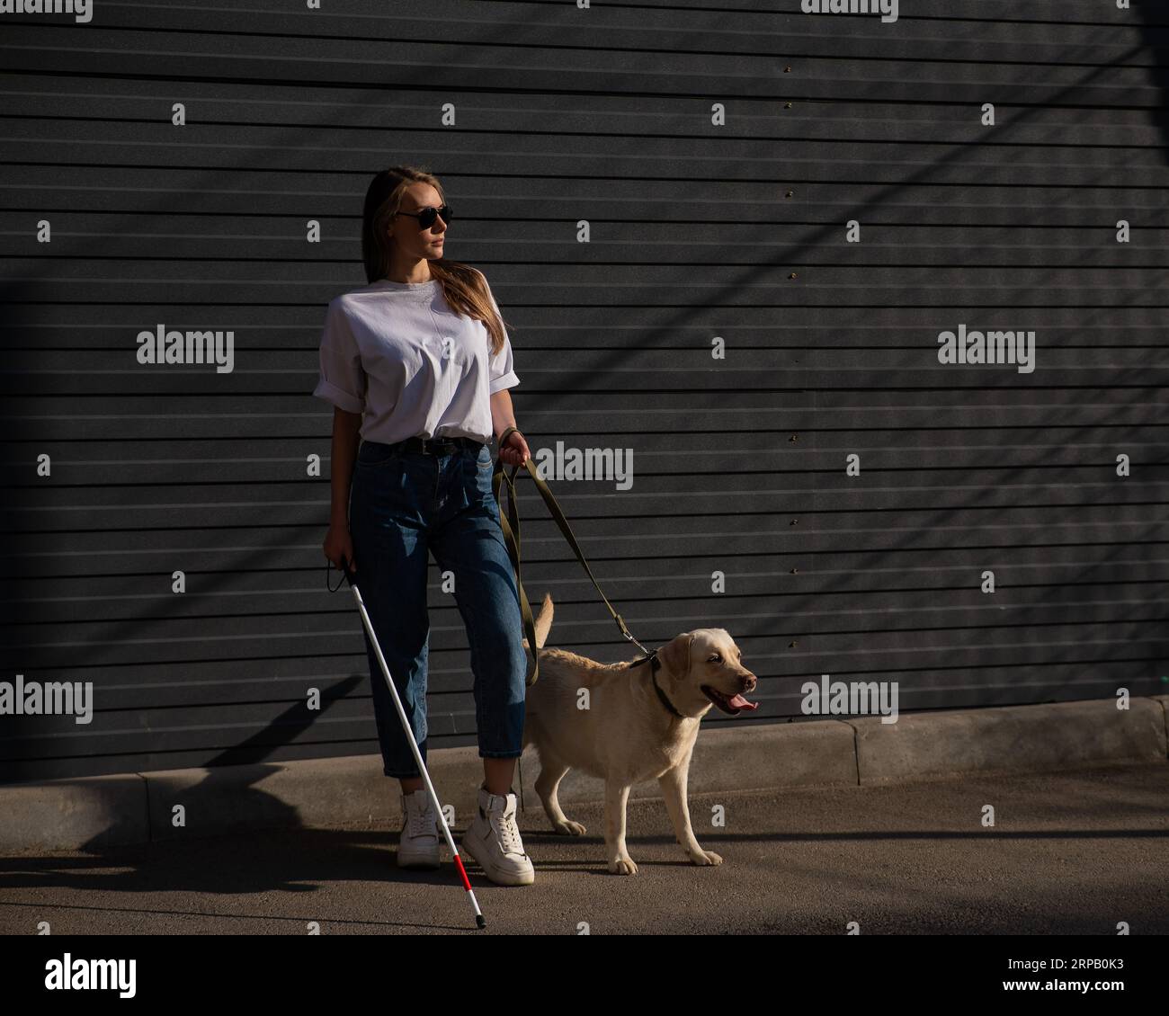 Blind woman walking guide dog outdoors Stock Photo - Alamy