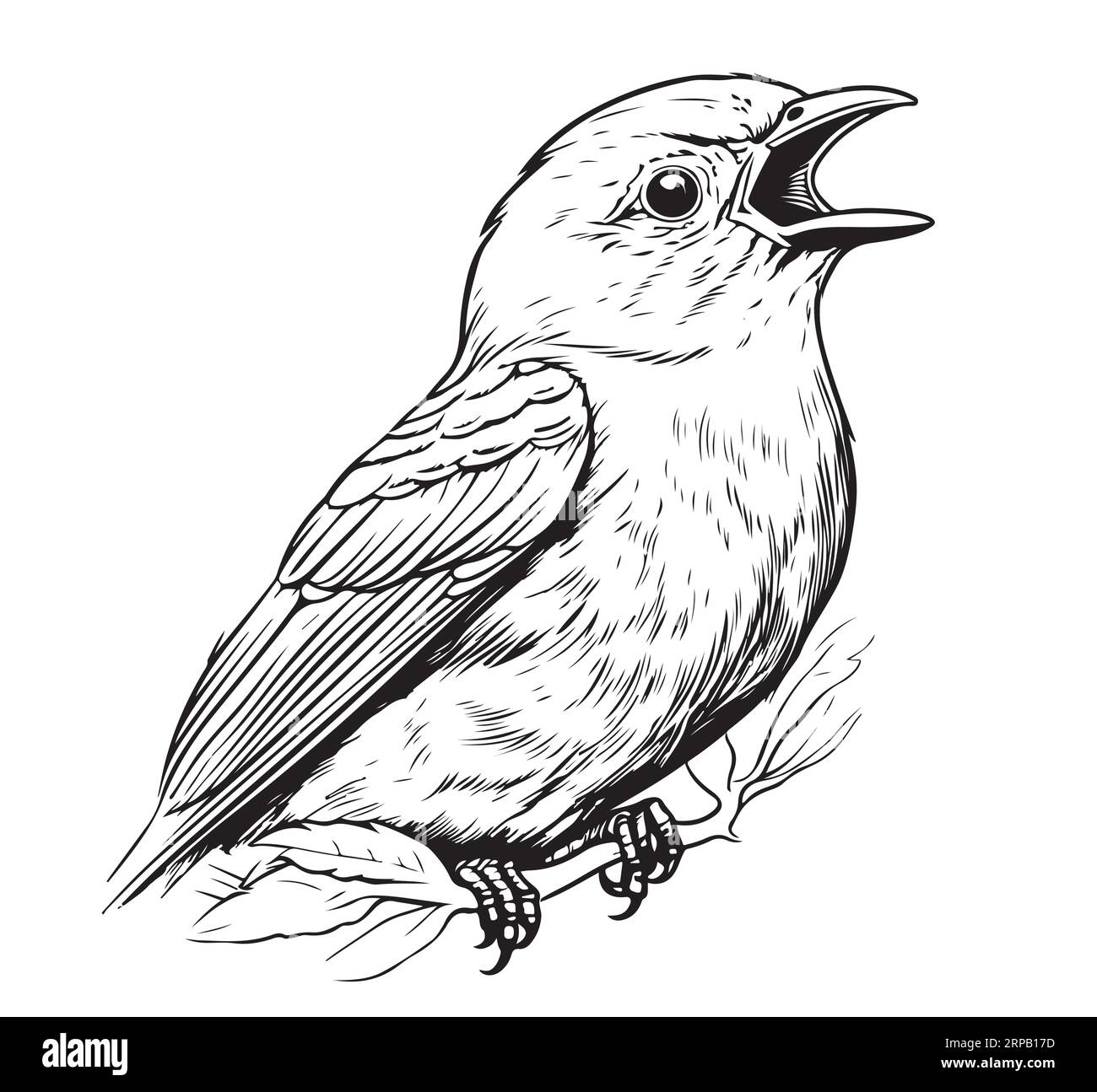 Cute singing bird hand drawn sketch .Vector Stock Vector Image & Art