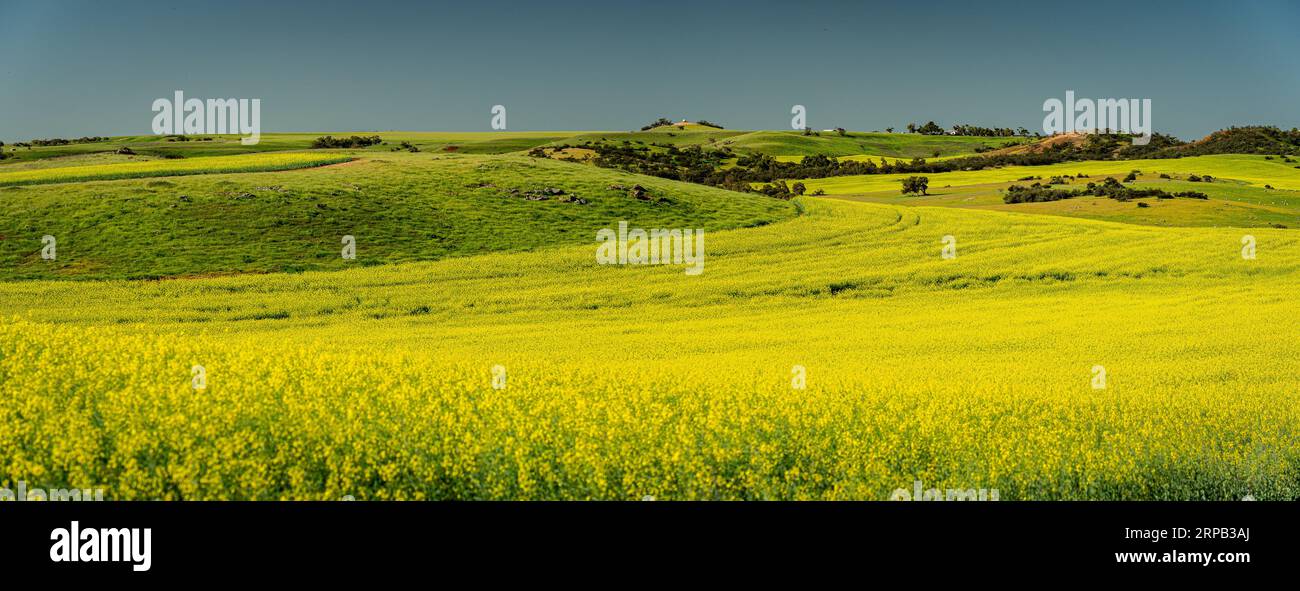 Australia rapeseed western australia hi-res stock photography and ...