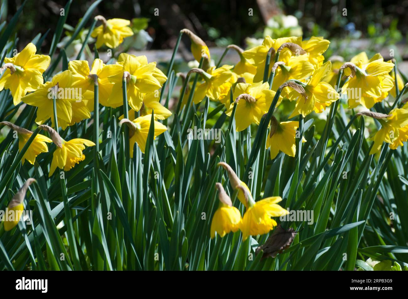 Daffodils (Narcissus spp.) blooming in the Southern Hermisphere spring, Victoria, Australia