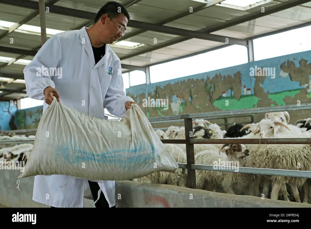 (190528) -- WUZHONG, May 28, 2019 (Xinhua) -- Feng Huan feeds Tan sheep in Ningxin ecological ranch in Yanchi County of Ningxia Hui Autonomous Region, May 27, 2019. Feng Huan, born in 1990, grew up in Yanchi County of Ningxia, where the mutton of Tan sheep is known for its fine taste and rich nutrition. Graduated from the Ningxia University in 2012, Feng worked in Beijing for several years with a stable income. He returned to his hometown in October of 2015 to take care of his families. By providing technical advices, Feng joined the Ningxin ecological ranch and began to raise Tan sheep therea Stock Photo