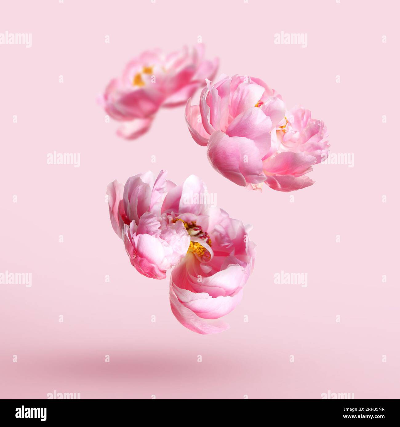 Beautiful peony flowers falling on pink background Stock Photo - Alamy