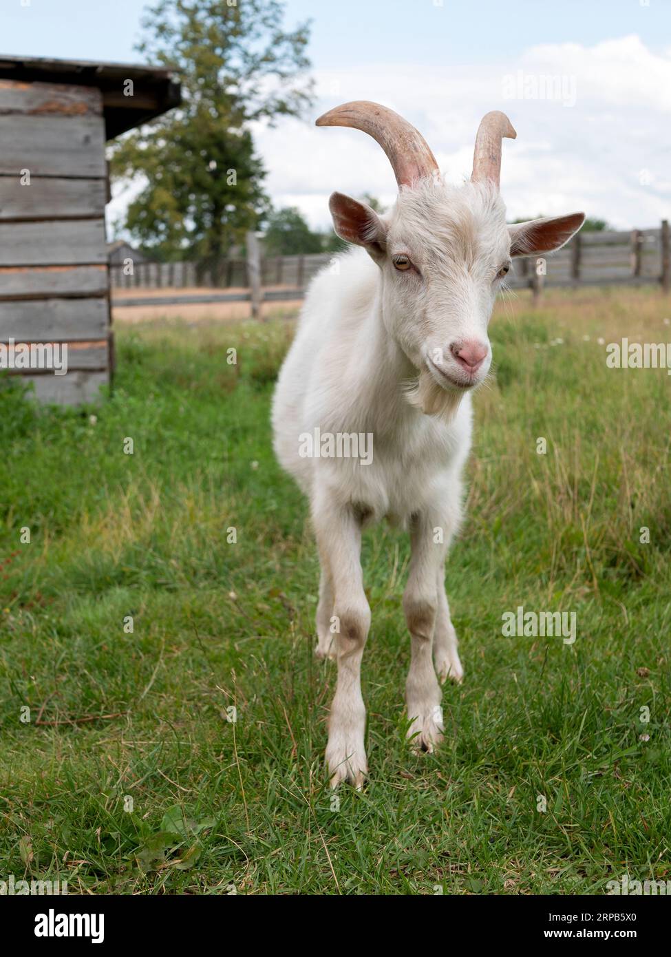 Standing horned pet goat on the farm or ranch, vertical format. Domestic cloven-hoofed animal Stock Photo