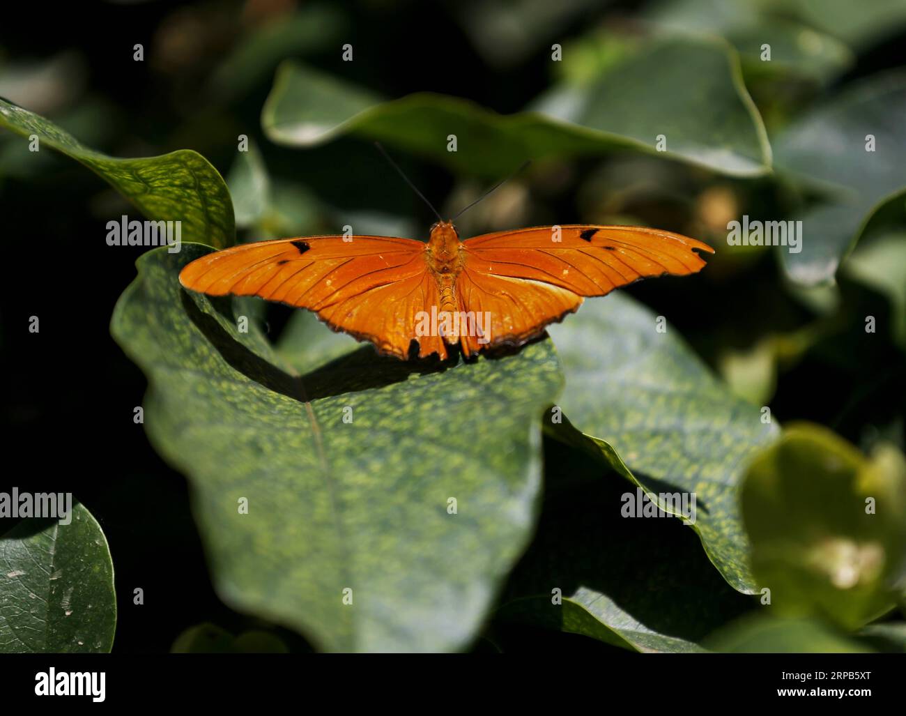 (190528) -- LOS ANGELES, May 28, 2019 (Xinhua) -- A butterfly is seen on leaves at the Butterfly Pavilion of the Natural History Museum of Los Angeles County in Los Angeles, the United States, May 27, 2019. The butterfly exhibition at the Natural History Museum of Los Angeles County showcases hundreds of butterflies and the plants that surround them. (Xinhua/Li Ying) U.S.-LOS ANGELES-BUTTERFLY EXHIBITION PUBLICATIONxNOTxINxCHN Stock Photo