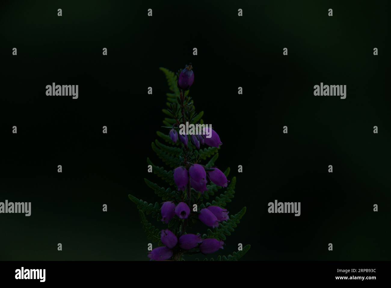 some examples of vibrant spring time flowers Stock Photo Alamy