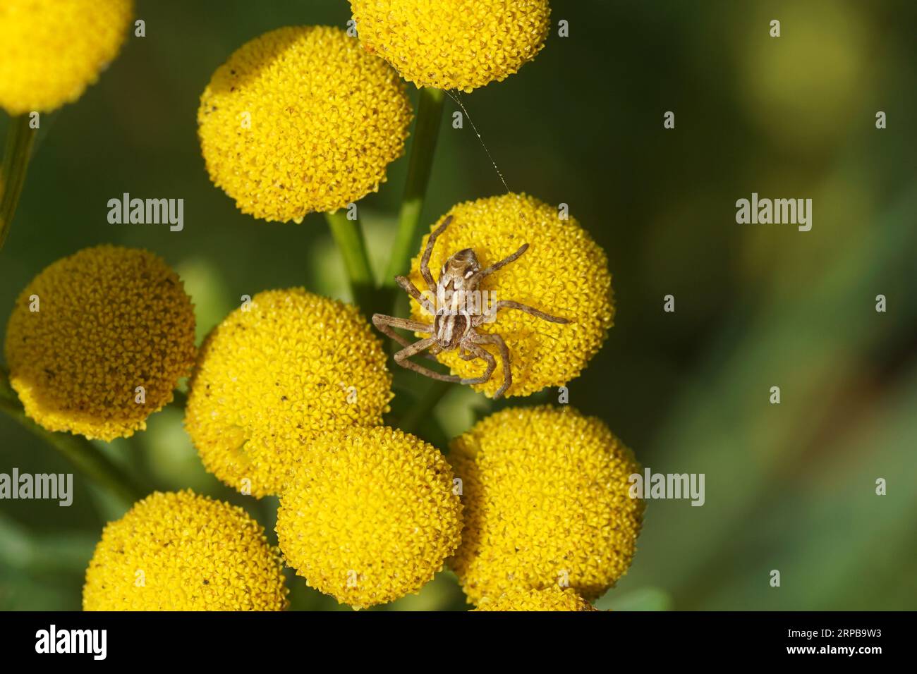 A running crab spider Rhysodromus histrio, family Philodromidae on flowers of Tansy (Tanacetum vulgare). Family Asteraceae. Netherlands, Late summer, Stock Photo