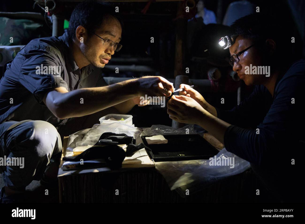 (190603) -- TAMANTHI, June 3, 2019 (Xinhua) -- Chinese researchers work on plant samples at their campsite in the Tamanthi Wildlife Sanctuary in north Myanmar, May 27, 2019. A China-Myanmar joint field expedition, made up with researchers from the Southeast Asia Biodiversity Research Institute of the Chinese Academy of Sciences (CAS-SEABRI) and the Natural Resources and Environmental Conservation of Myanmar, is doing researches on the biodiversity of the Tamanthi Wildlife Sanctuary in northern Myanmar. The expedition, the eighth of its kind since 2014, began on May 14 and will last til June 15 Stock Photo