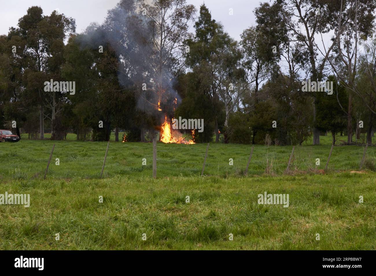 Kyabram Victoria Australia 4th September 2023 Eucalyptus Trees accidentally set on fire during a burnoff on a rural property. Credit: P.j.Hickox/Alamy Live News Stock Photo