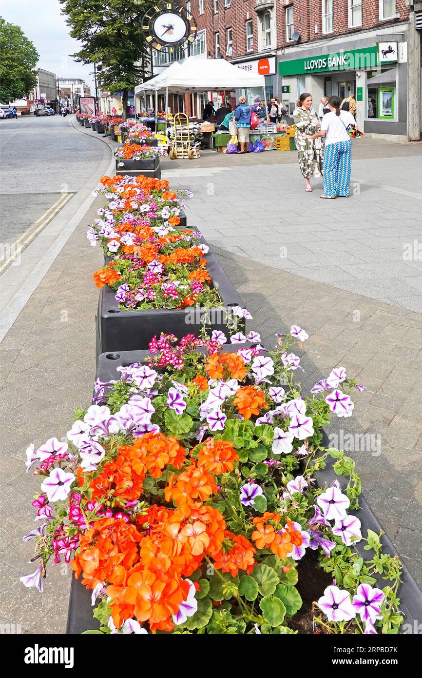 Colourful annual petunia & geraniums summer bedding flowers long row of planter boxes protecting wide pavement from parking Brentwood Essex England UK Stock Photo