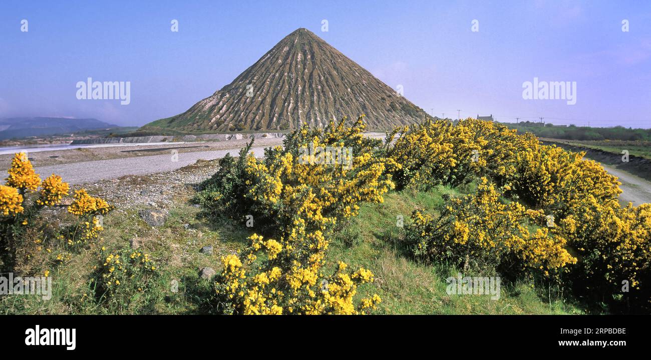 Yellow gorse in 2002 historical archive photo of Carluddon Tip* a 'Cornish Pyramid' waste mound at china clay mine site near St Austell Cornwall UK Stock Photo