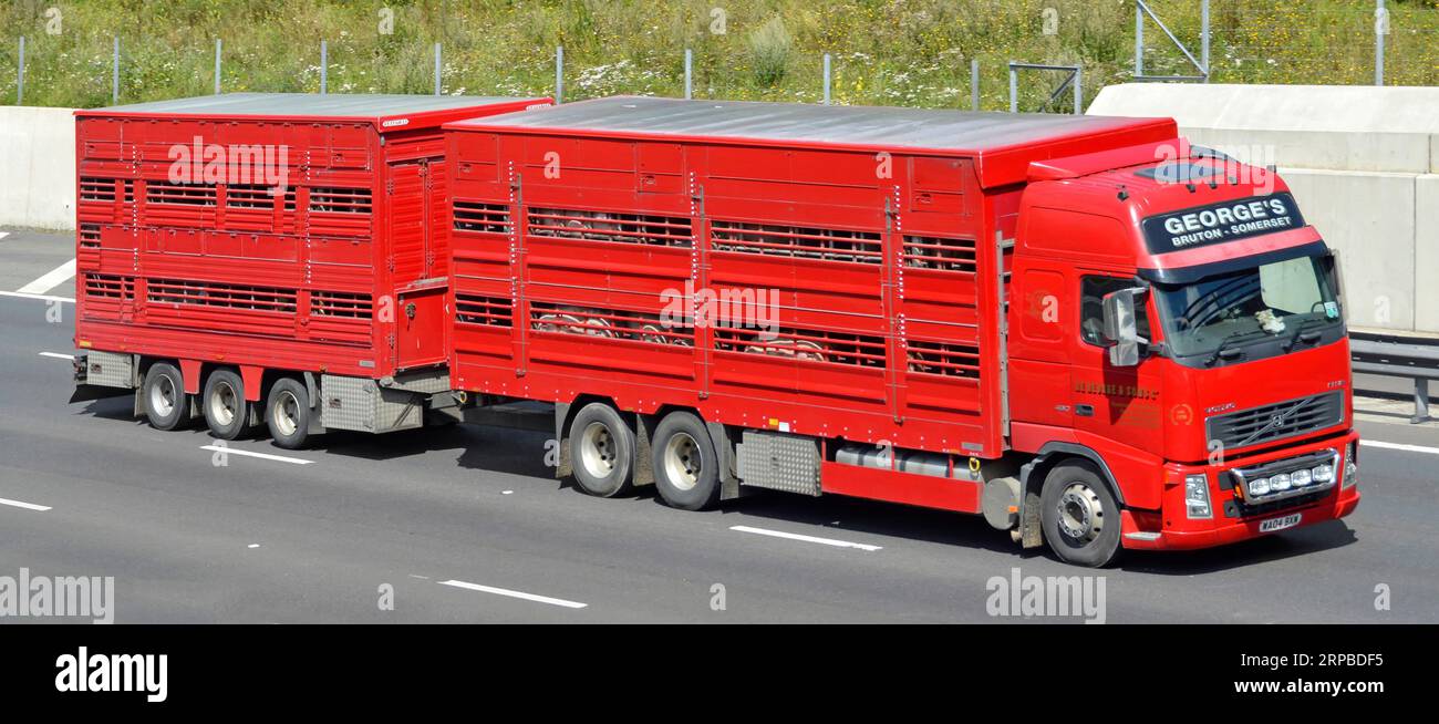 Food supply chain hgv haulage business red Volvo lorry truck & vented trailer transporting livestock animals on M25 motorway Essex England UK Stock Photo