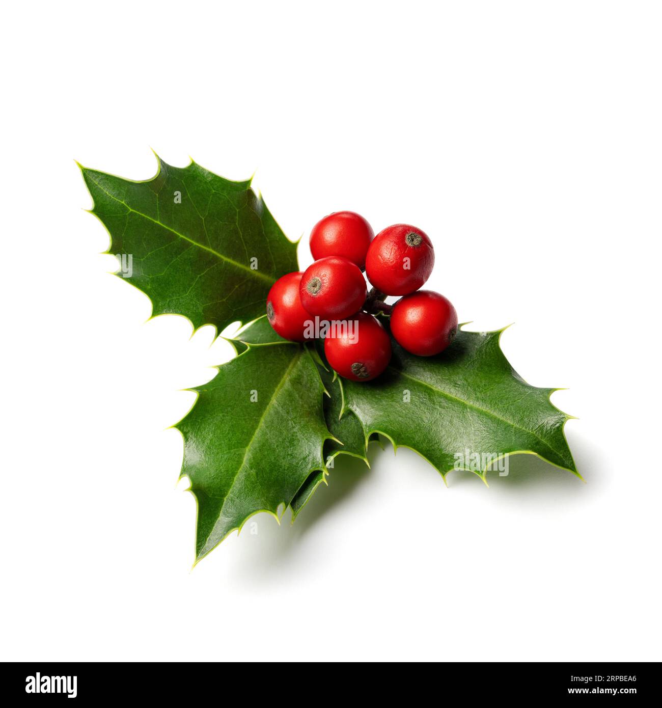 Fresh holly leaves with red berries on white background.  Winter natural decoration Stock Photo