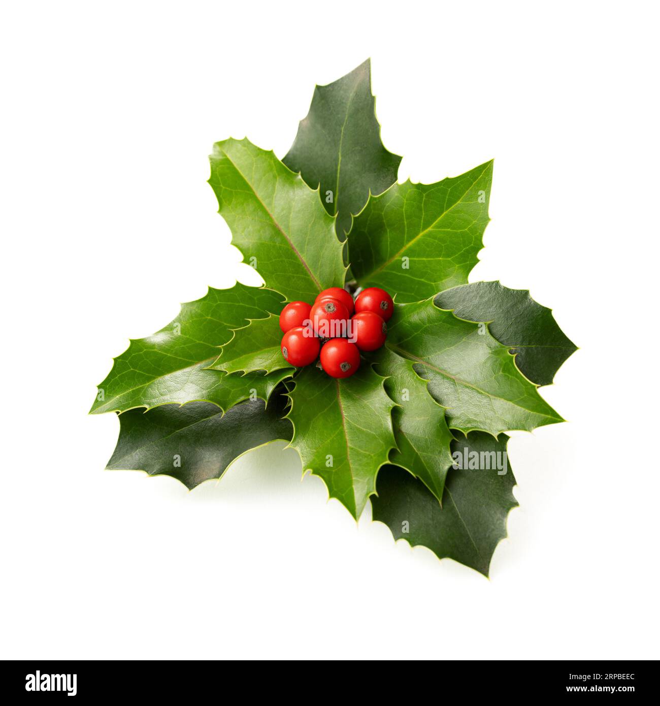 Fresh holly leaves with red berries on white background. Winter natural