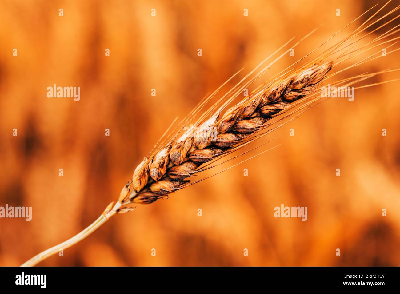 Fungal wheat diseases, closeup of cereal crop ear in cultivated field, selective focus Stock Photo