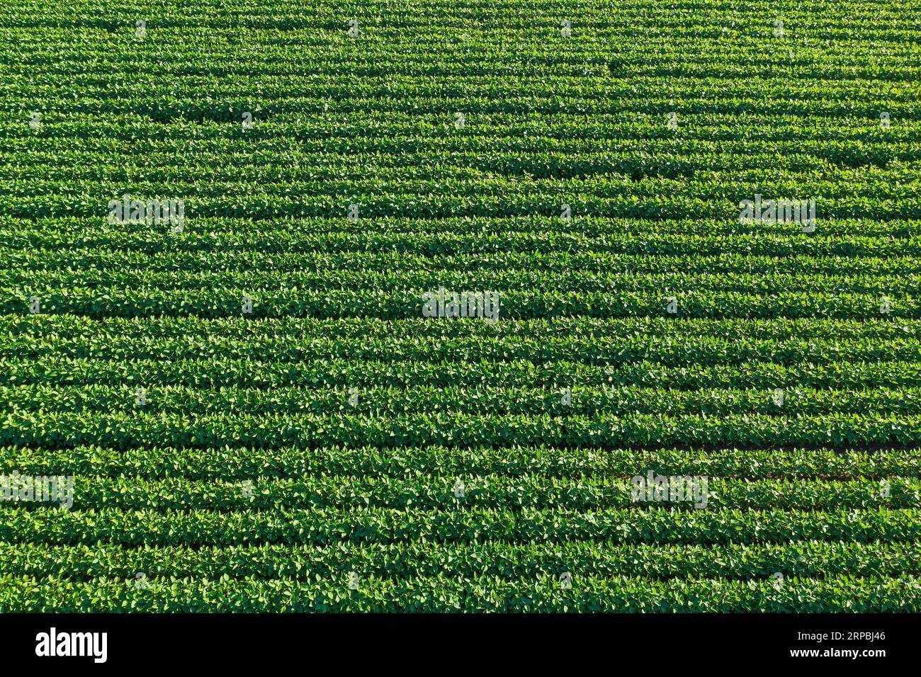 Aerial shot of green soybean field in summer. Cultivated Glycine max organic crop plantation from above. High angle view. Stock Photo