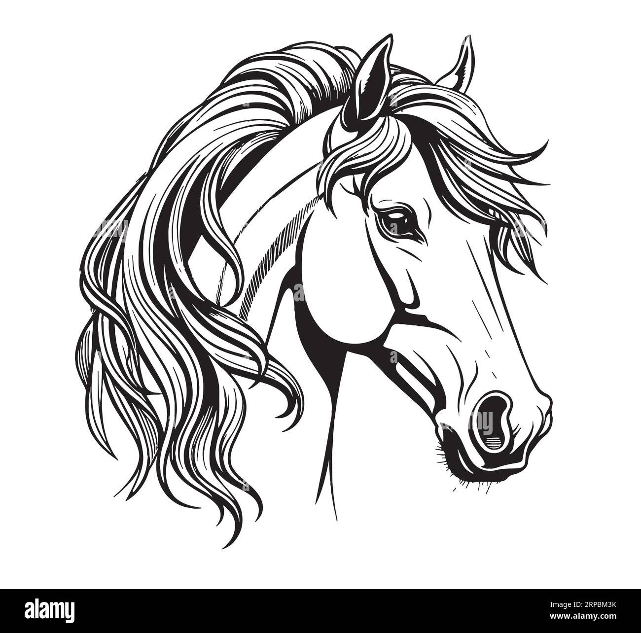 Horse head hand drawn sketch Vector Farm animals Stock Vector Image & Art Alamy