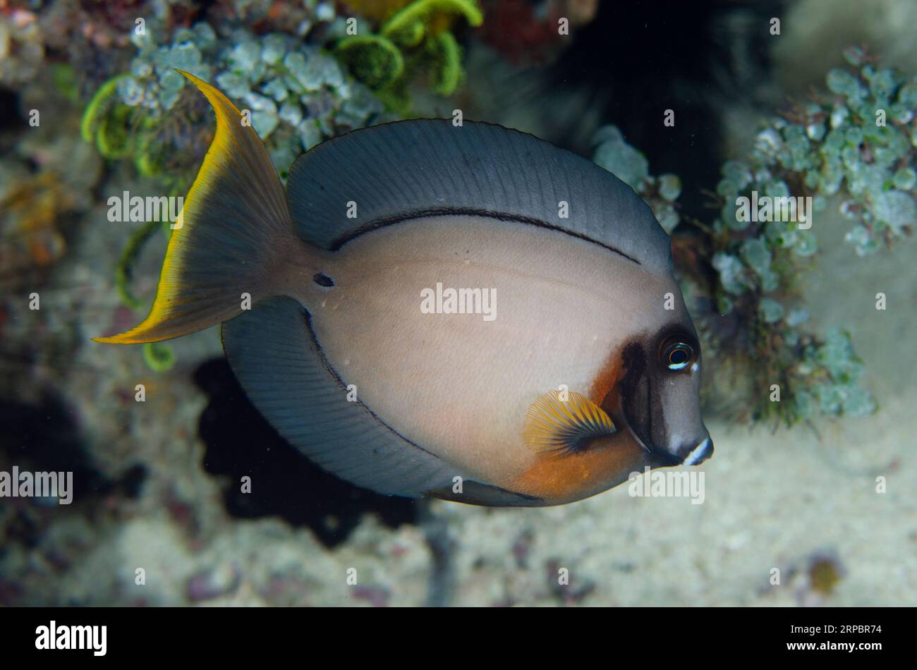 Mimic Surgeonfish, Acanthurus pyroferus, night dive, Murex House Reef dive site, Bangka Island, north Sulawesi, Indonesia Stock Photo