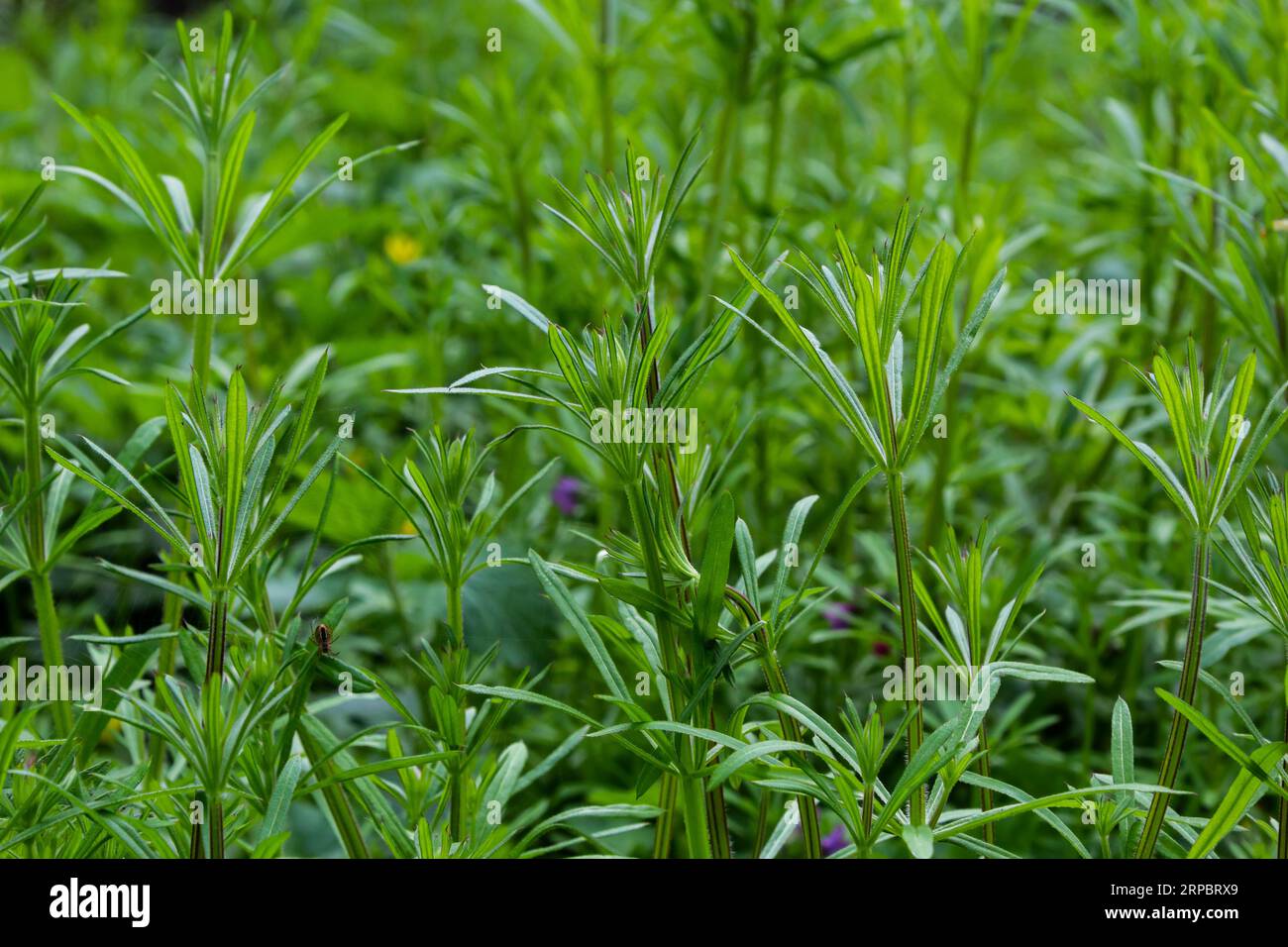 The Cleavers Galium aparine have been used in the traditional medicine