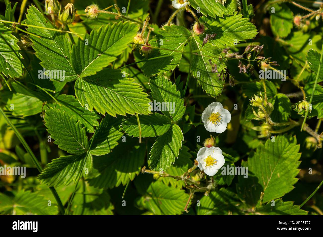 Green strawberry flowers and leaves - Latin name - Fragaria viridis. Stock Photo