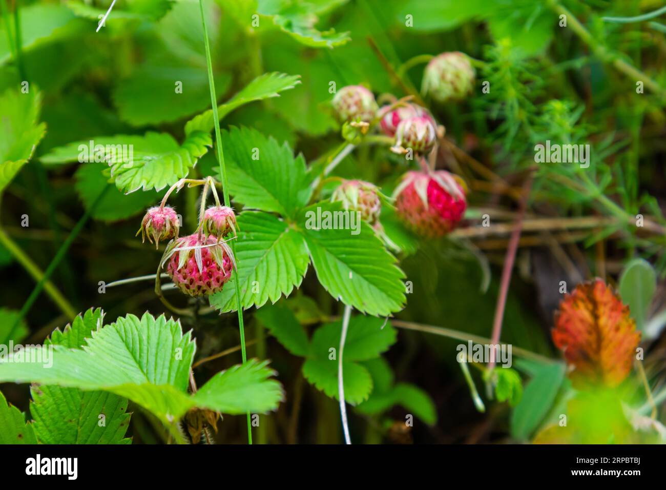 Sweet ripe berries of creamy strawberry, Fragaria viridis in golden evening light in Estonian nature. Stock Photo