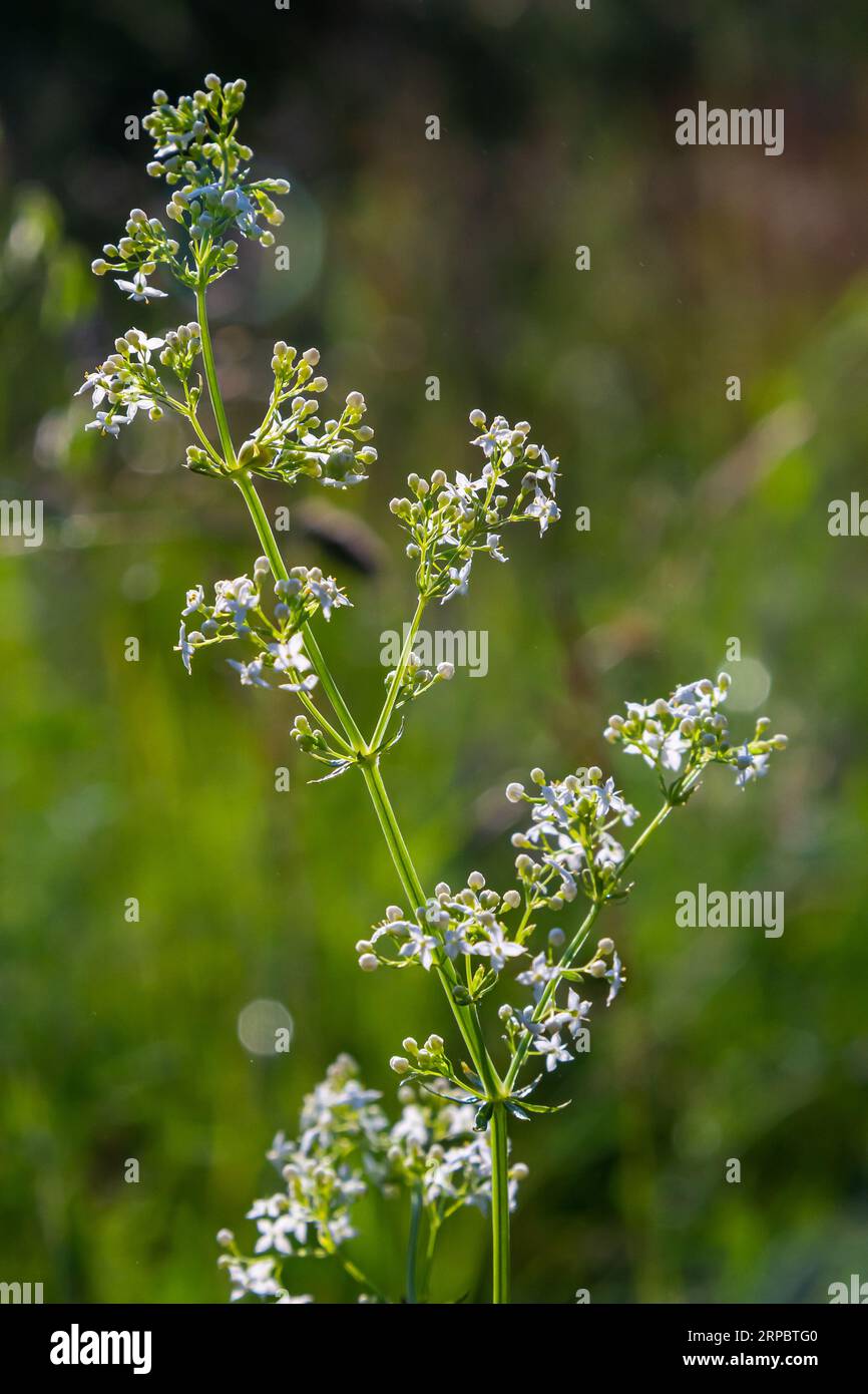 Beautiful blooming white bedstraw in June, galium album. Stock Photo