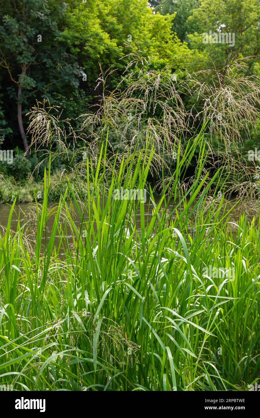Glyceria maxima, commonly known as great manna grass, reed mannagrass