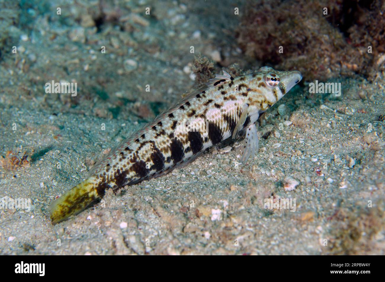 Yellow tail form of Sharpnose Sandperch, Parapercis cylindrica, Sampiri dive site, Bangka Island, north Sulawesi, Indonesia Stock Photo