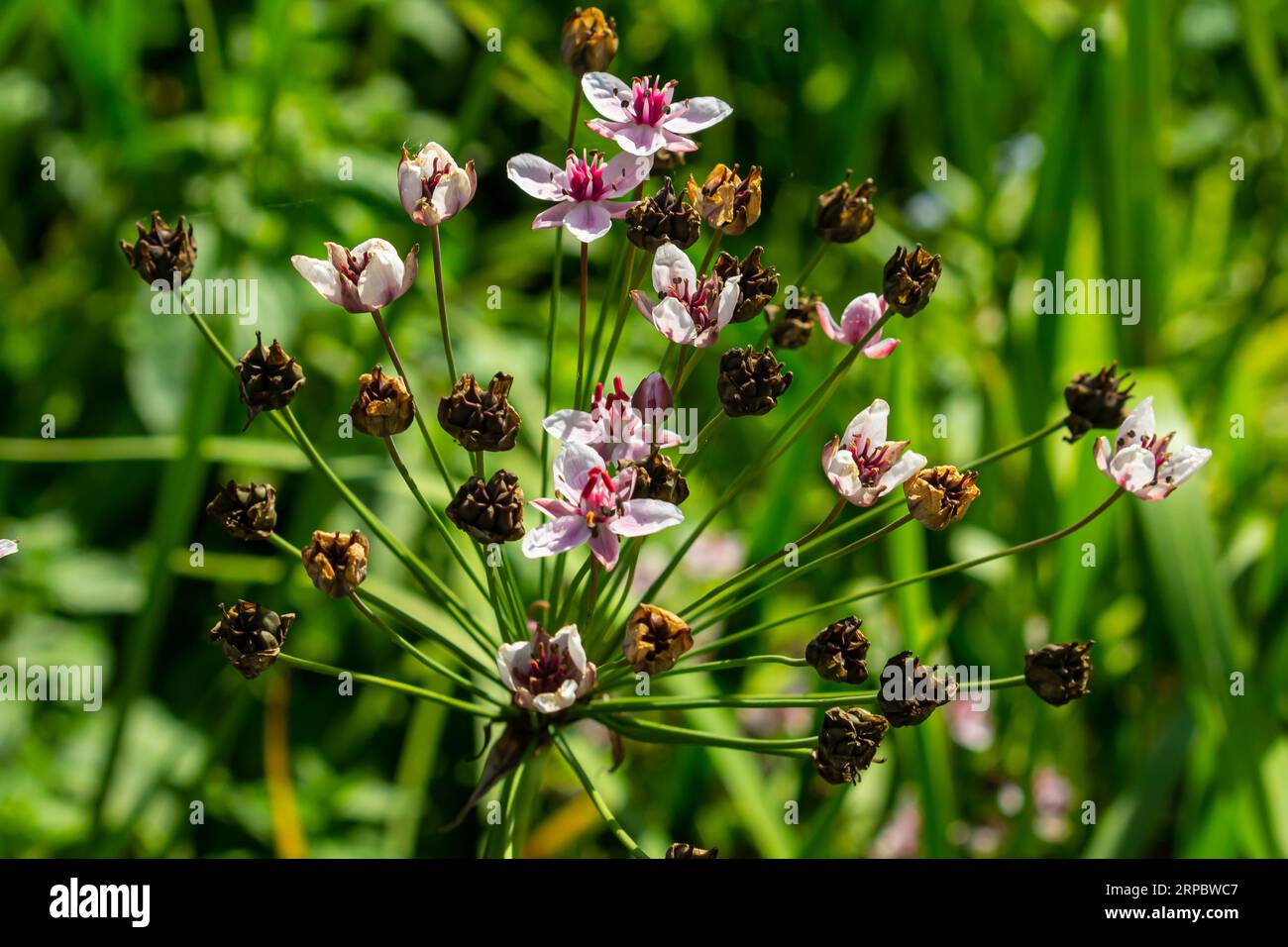 Butomus umbellatus, Flowering Rush. Wild plant shot in summer Stock Photo