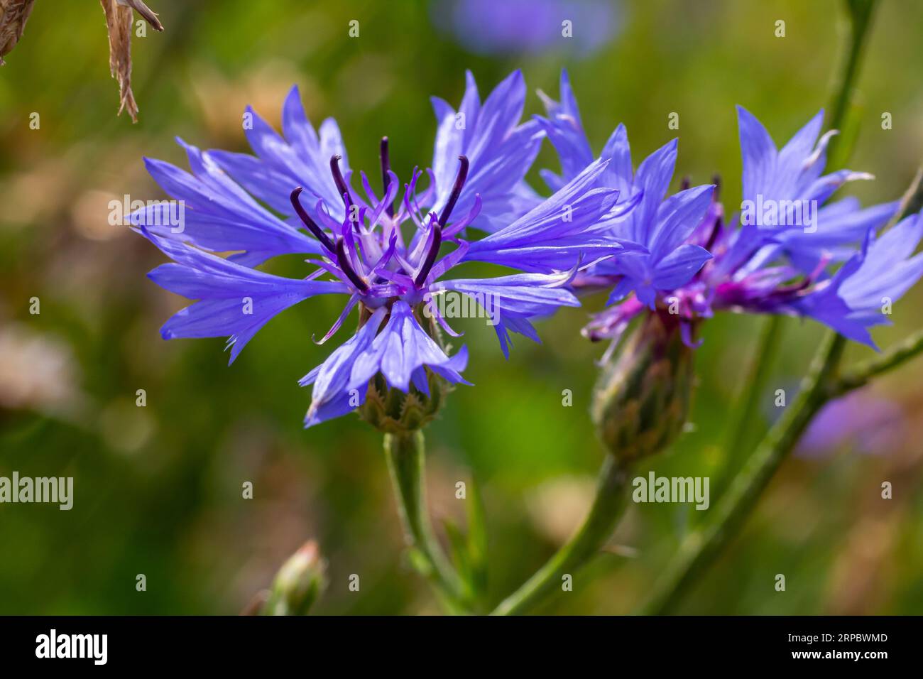 the blue cornflower centaurea cyanus is an edible plant Stock Photo Alamy