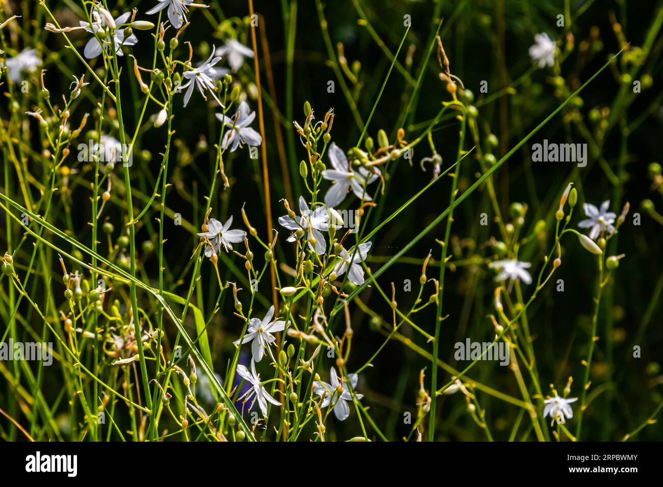 Fragile white and yellow flowers of Anthericum ramosum, star-shaped, growing in a meadow in the wild, blurred green background, warm colors, bright an Stock Photo