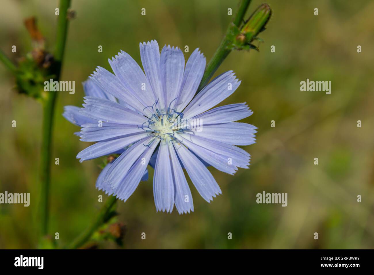 blue | Lagniappe, image size:1300x956