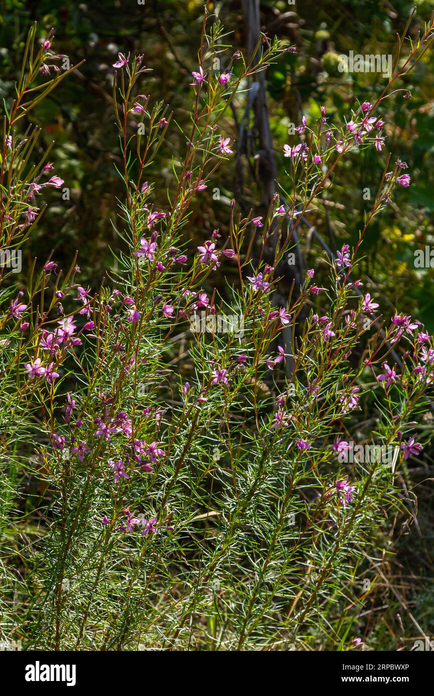 Pink Flowering Chamerion Dodonaei Alpine Willowherb Plant Stock Photo