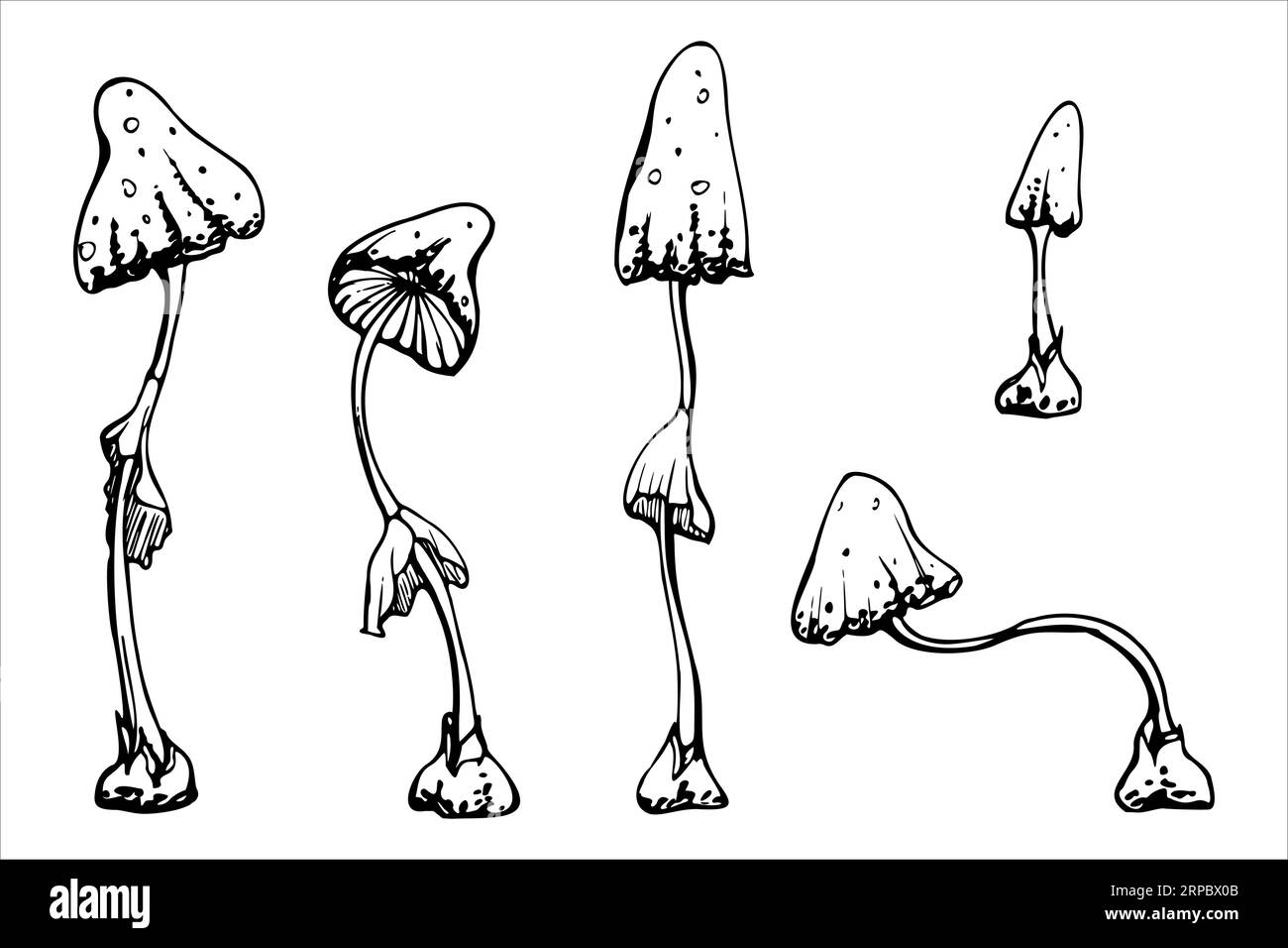 Hand drawn ink vector poisonous mushrooms toadstoools. Sketch illustration art for witchcraft, medicine, chemistry, alchemy. Isolated object, outline Stock Vector