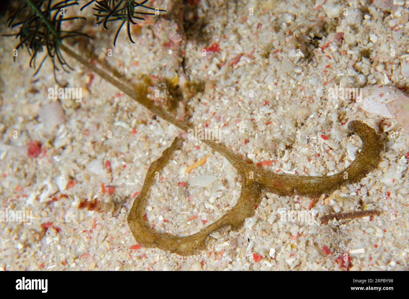 Proboscis of Echiura Worm, Bonellia sp, Murex House Reef dive site, Bangka Island, north Sulawesi, Indonesia Stock Photo