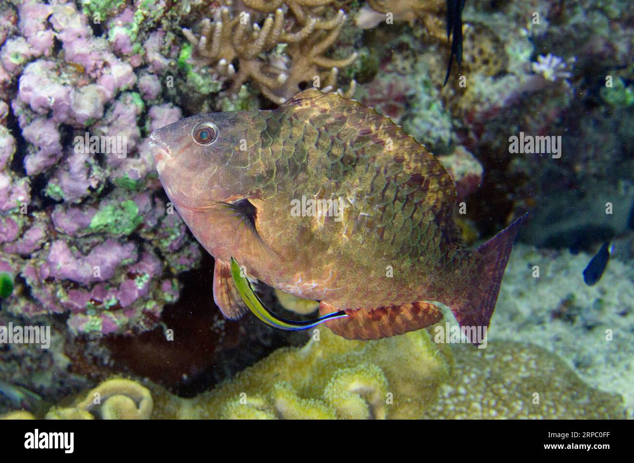 Stareye Parrotfish, Calotomus carolinus, being cleaned by Bluestreak Cleaner Wrasse, Labroides dimidiatus, night dive, Murex House Reef dive site, Ban Stock Photo