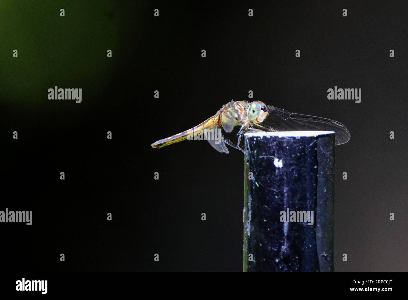 A vibrant dragonfly perched on a glass holder situated on a wooden table Stock Photo