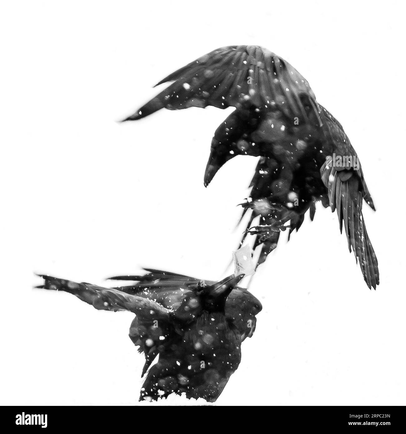 Perch on trees Black and White Stock Photos & Images Alamy