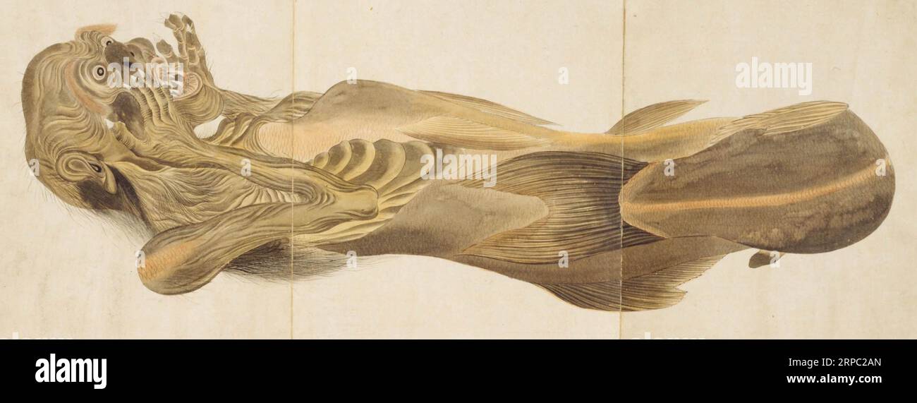 A ningyo ('human-fish') or merman/mermaid 'mummy' or 'feejee mermaid', crafted from fish parts etc. Probable Japanese manufacture, painted by Japanese naturalist Mōri Baien Stock Photo