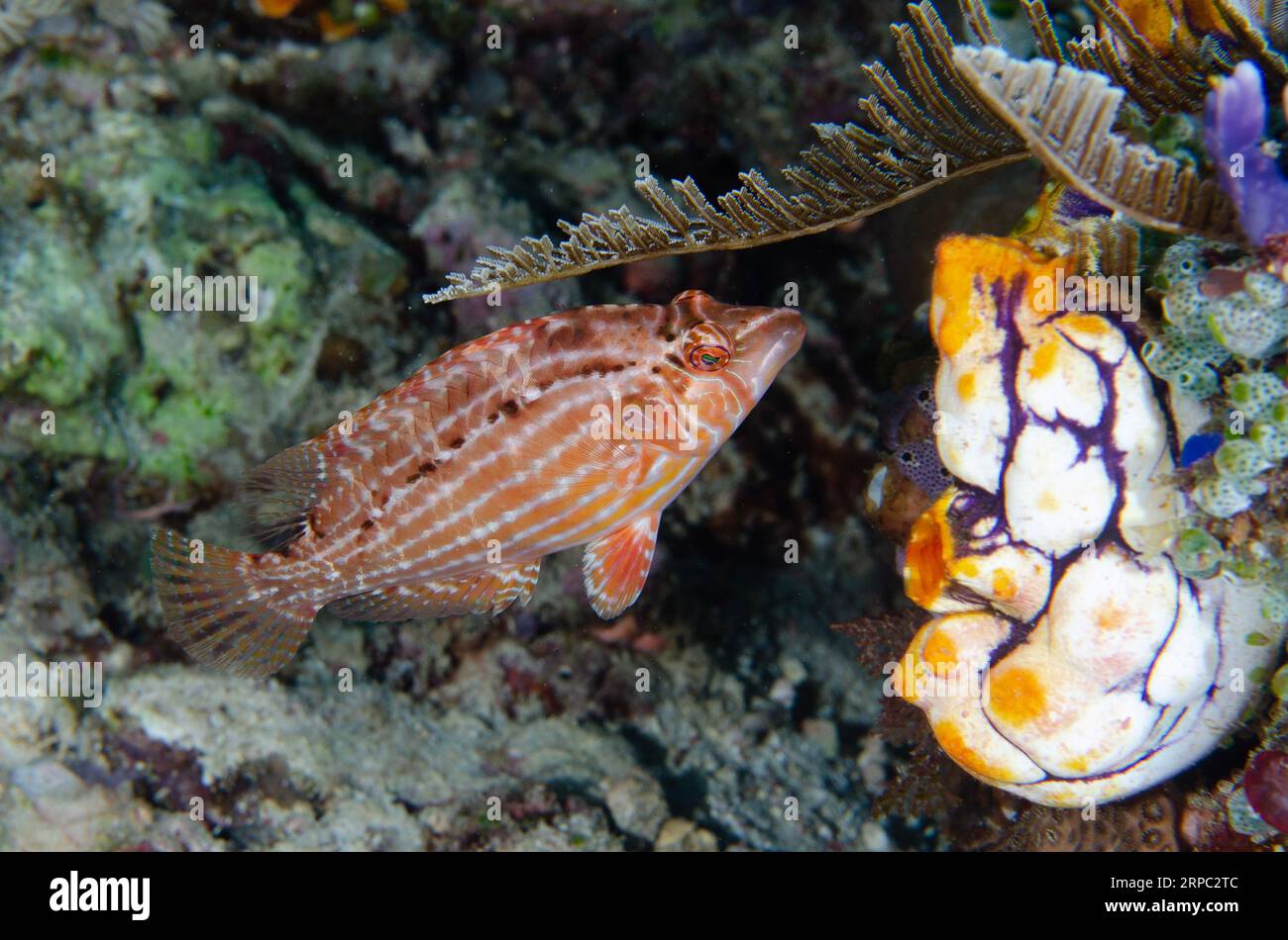 Cockerel Wrasse, Pteragogus enneacanthus, by Golden Sea Squirt, Polycarpa aurata, Murex House Reef dive site, Bangka Island, north Sulawesi, Indonesia Stock Photo
