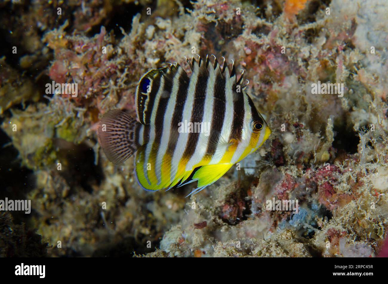 Multi-barred Angelfish, Centropyge multifasciata, Pasir Tidore dive site, Weda, Halmahera, North Maluku, Indonesia, Halmahera Sea Stock Photo