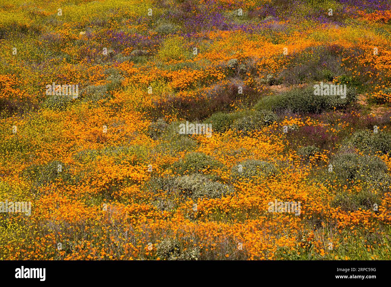 field of wild flowers Stock Photo - Alamy