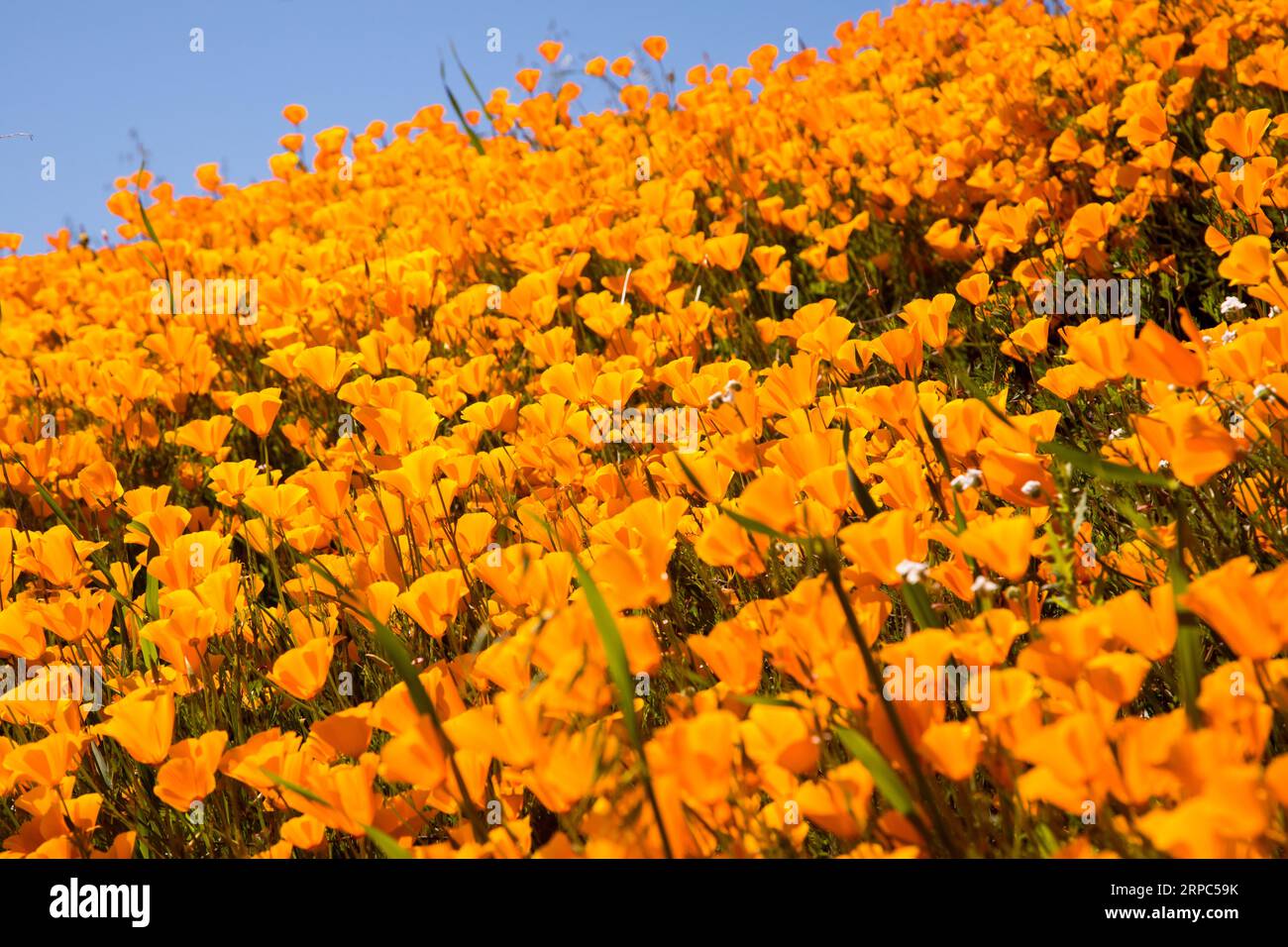 Wildflowers field hi-res stock photography and images - Alamy