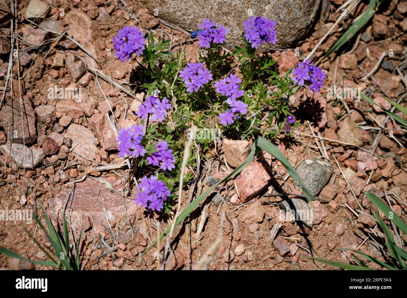 Flowering desert sand verbena with purple flowers and red rocks Stock Photo