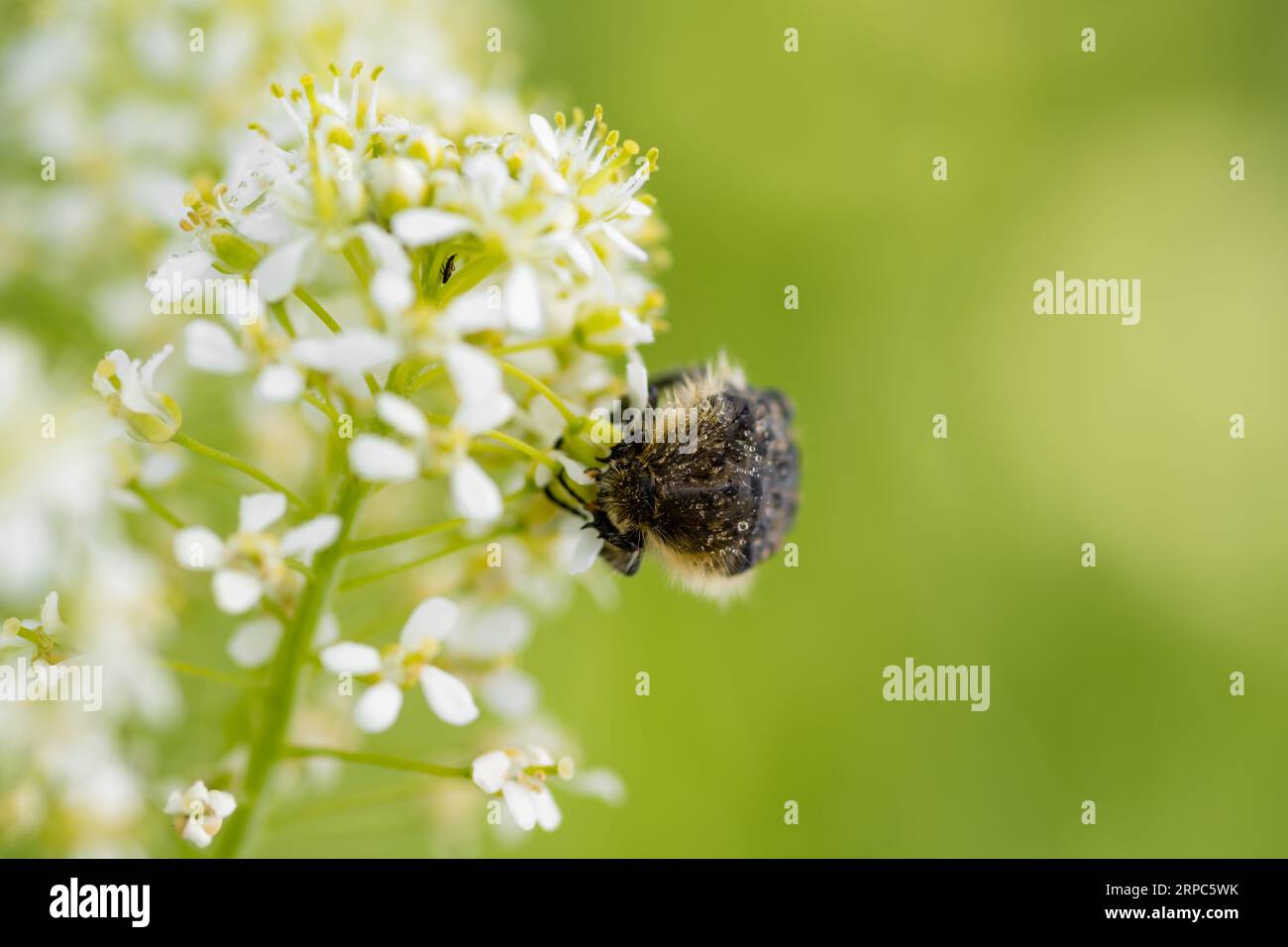 Insect eating flower Stock Photo Alamy